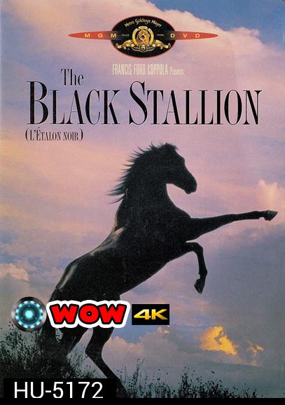 The Black Stallion (1979) อาชาเพื่อนยาก