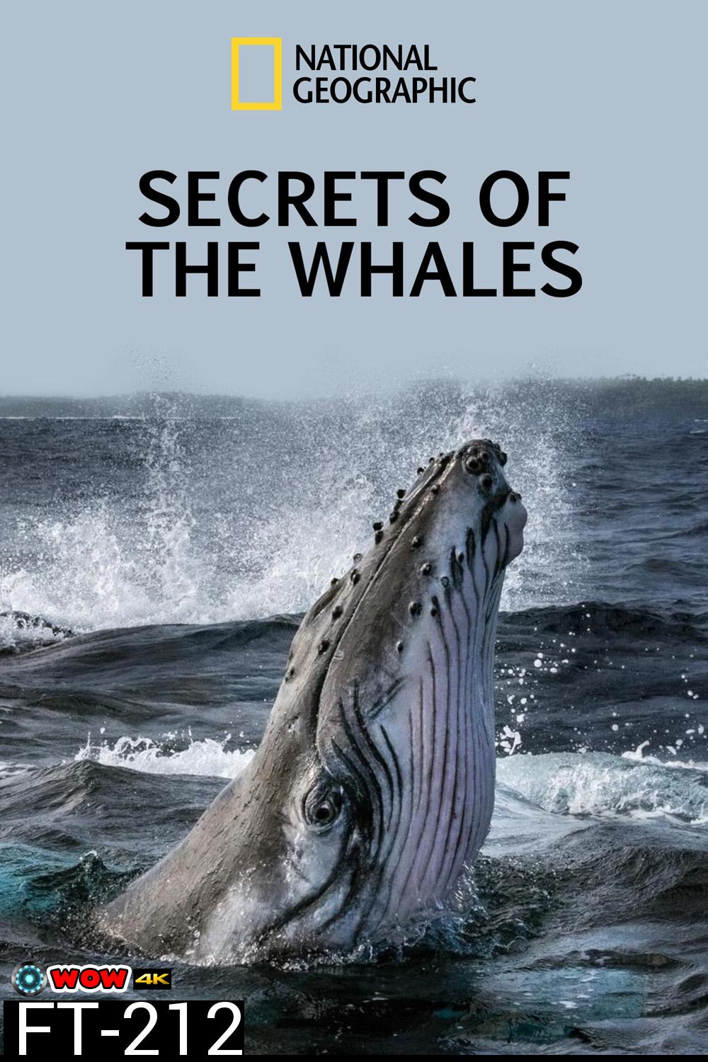 Secrets of the Whales ( 2021) ความลับของเหล่าวาฬ