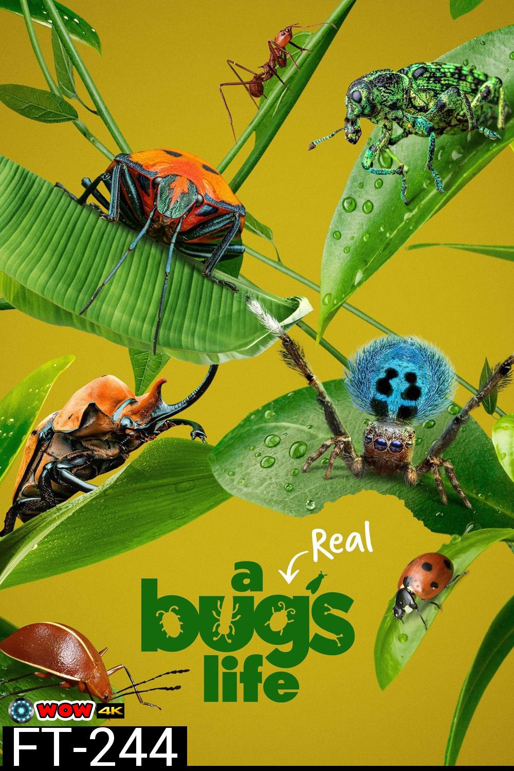 A Real Bug's Life Season 1 (2024) 5 ตอน