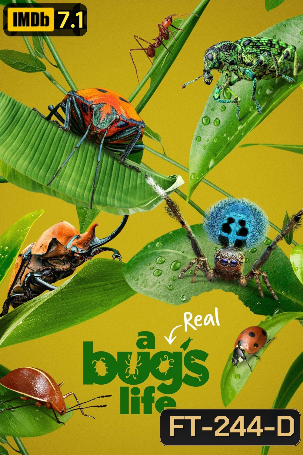 A Real Bug's Life Season 1 (2024) 5 ตอน