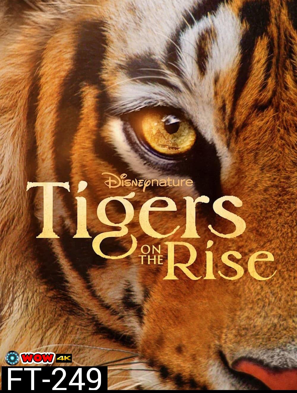 Tigers on the Rise (2024)